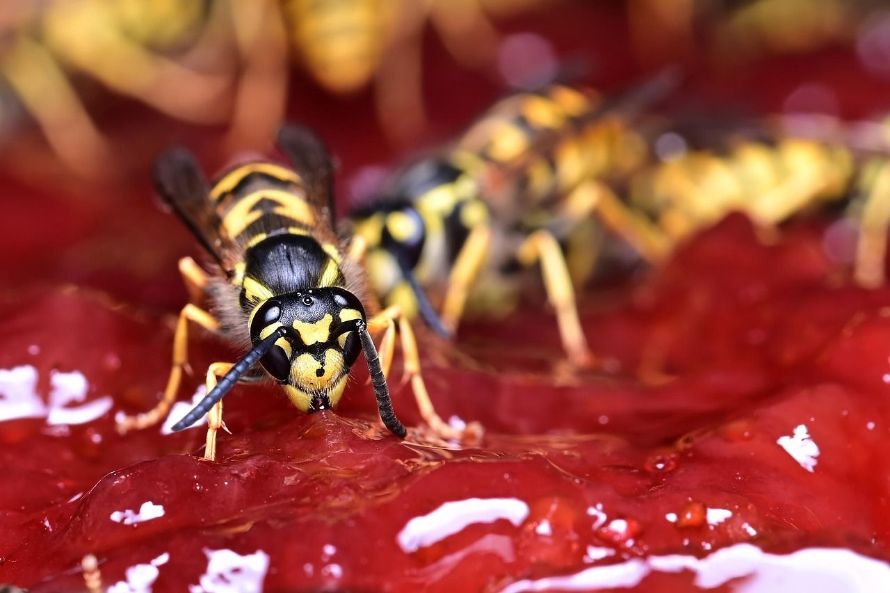 entdecken sie die neuesten kulinarischen innovationen aus deutschland: von modernen rezepten über innovative küchentechniken bis hin zu trends, die die deutsche gastronomie revolutionieren.