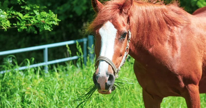 Frisuren mittellang Locken ab 50 mit Pony: unterschätzt und wirkungsvoll