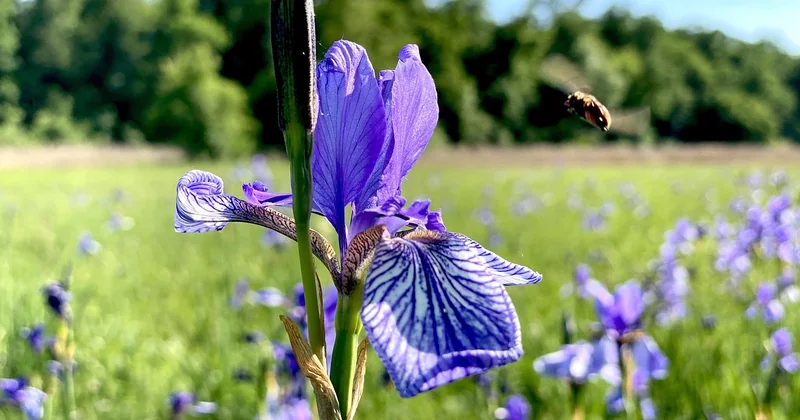 Forelle blau oder Müllerin – was ist der Unterschied?