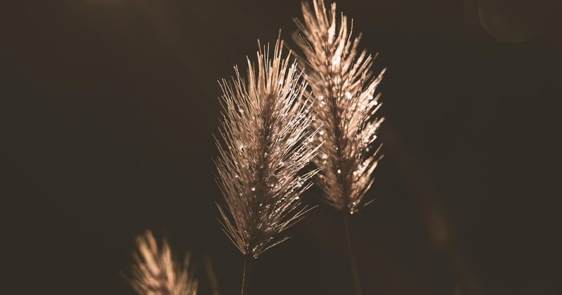 Cannabis Magnesiummangel erkennen & beheben: Die besten Tipps