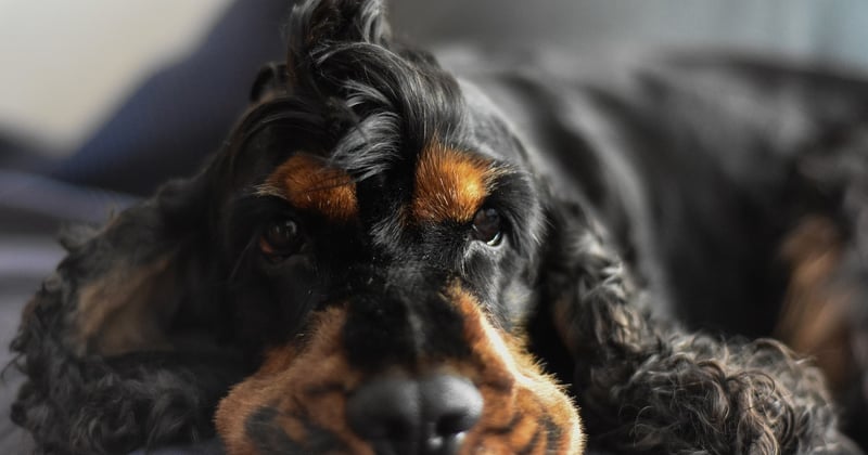 Samojede: Der freundliche Wollknäuel-Hund im Rasseportrait
