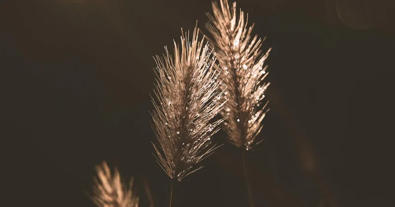Warum Ihre Pflanze kein Magnesium bekommt – die drei häufigsten Ursachen